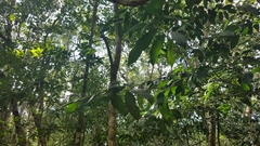 Ateles geoffroyi vellerosus