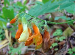 Lathyrus aureus