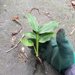 Hedychium gardnerianum