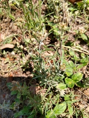 Gamochaeta falcata