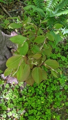 Viburnum plicatum