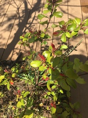 Pieris japonica japonica