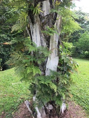 Davallia fejeensis