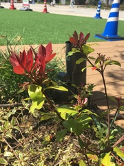 Pieris japonica japonica