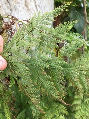 Davallia fejeensis
