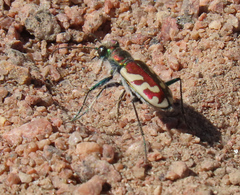 Cicindela lengi
