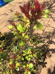 Pieris japonica japonica