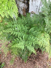 Davallia fejeensis