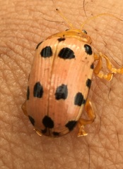 Podontia quatuordecimpunctata