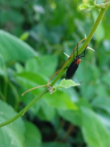 Plecia nearctica image