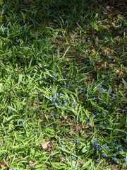 Scilla siberica