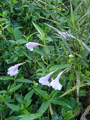 Ruellia