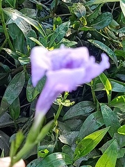 Ruellia