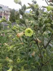 Nicotiana rustica