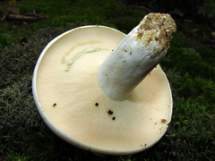 Lactifluus glaucescens