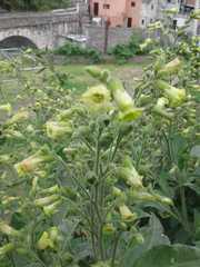 Nicotiana rustica