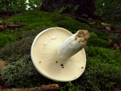 Lactifluus glaucescens