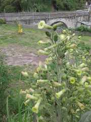 Nicotiana rustica