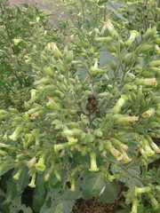 Nicotiana rustica