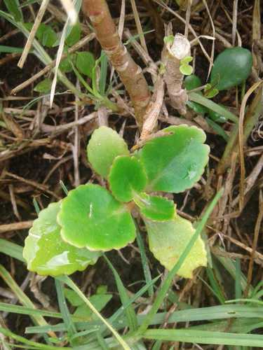 Image of Kalanchoe densiflora by (c) Alejandro Alfredo Aguirre, some rights reserved (CC BY)