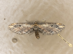 Eupithecia subapicata