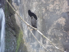 Streptoprocne semicollaris