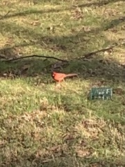 Cardinalis cardinalis cardinalis