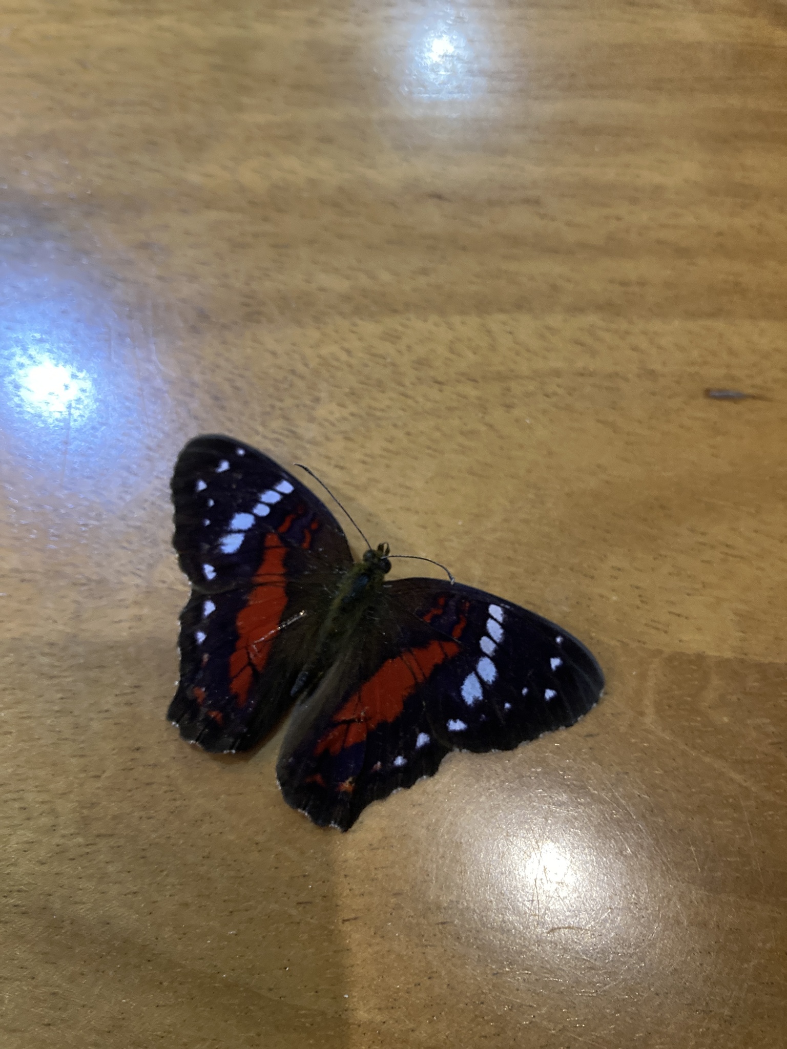 Anartia amathea image