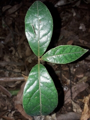 Beilschmiedia tarairi