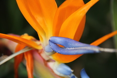 Strelitzia reginae