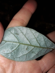 Beilschmiedia tarairi