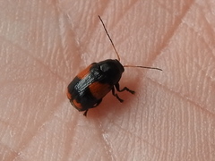Cryptocephalus notatus