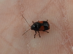 Cryptocephalus notatus