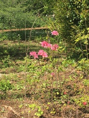 Rhododendron kaempferi