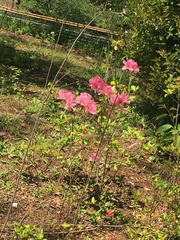 Rhododendron kaempferi