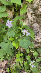 Hydrophyllum appendiculatum
