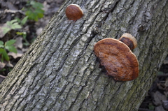 Fomitopsis pinicola