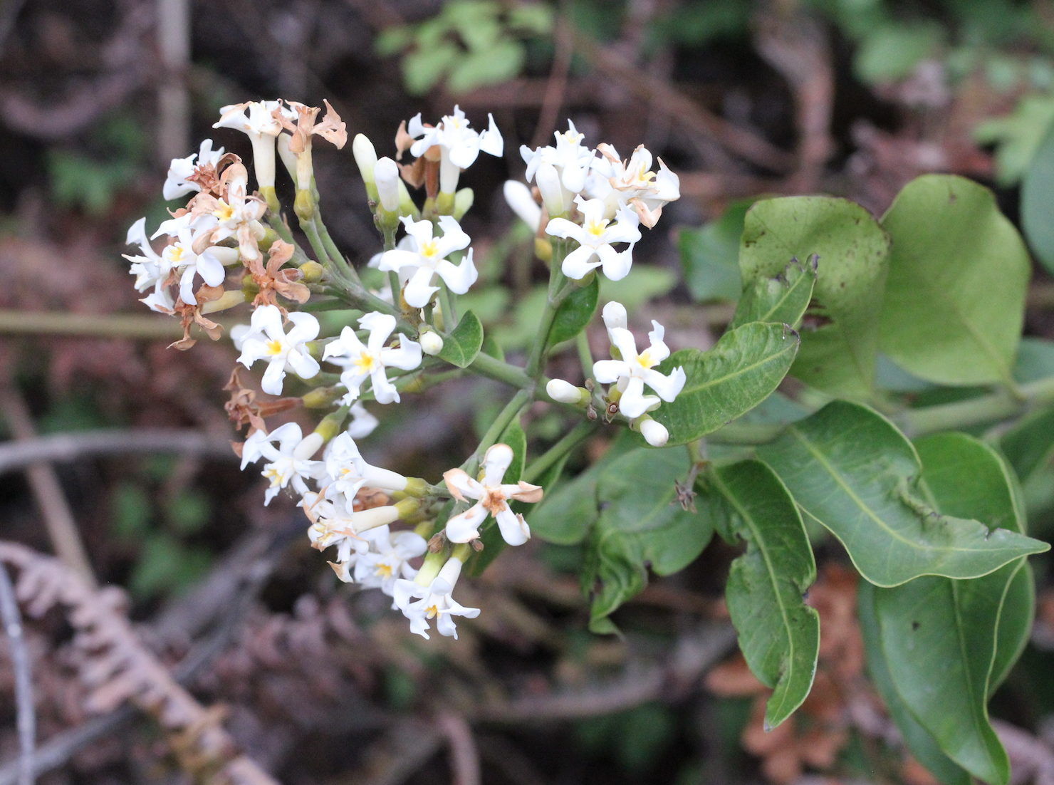 Image of Mountain Orange (Melodinus suaveolens) by no rights reserved