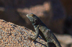 Sceloporus hunsakeri