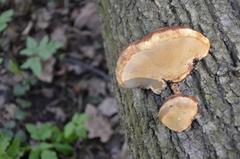 Fomitopsis pinicola