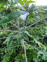 Ricinus communis