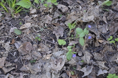 Pulmonaria obscura