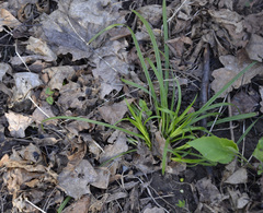 Carex sylvatica