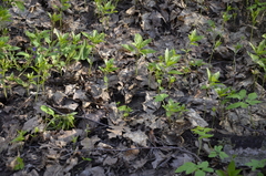 Mercurialis perennis