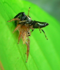 Thyene ogdeni