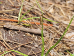 Crambus multilinellus