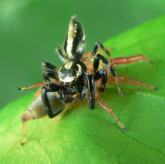 Thyene ogdeni