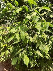 Acer negundo mexicanum