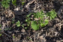 Ranunculus cassubicus