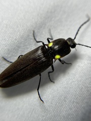 Ignelater havaniensis